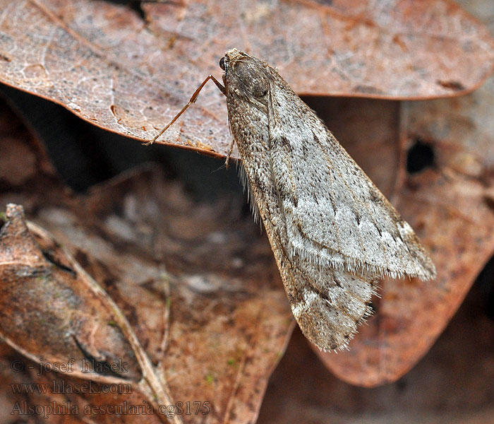 March Moth Alsophila aescularia