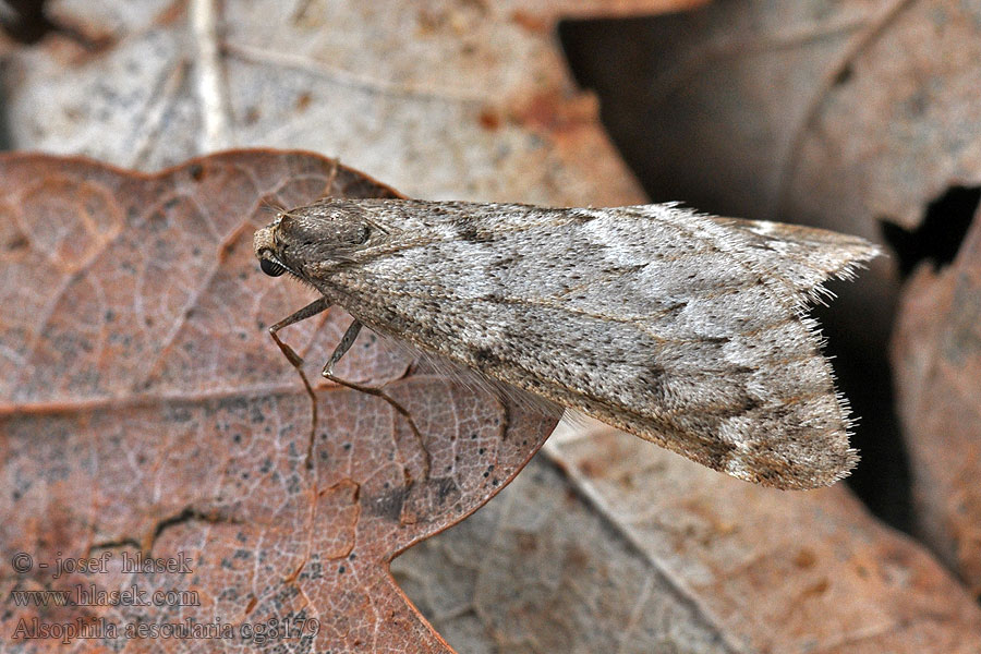 Piadivka marcová Alsophila aescularia