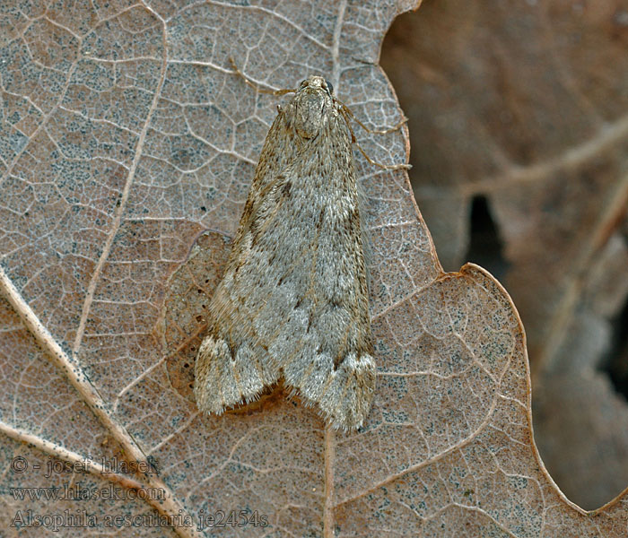 Alsophila aescularia