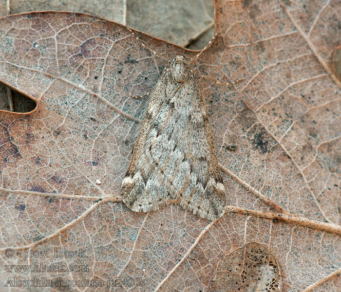 Hedvábnice jarní Vadgesztenye-araszoló Alsophila aescularia