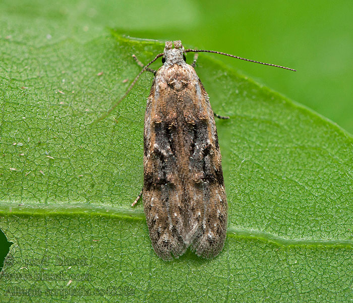 Altenia scriptella