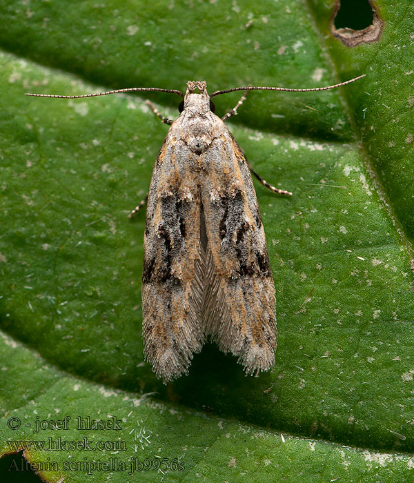 Altenia scriptella