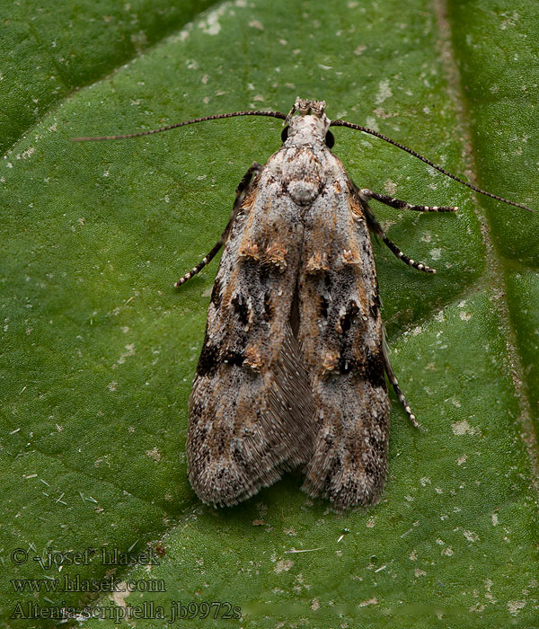 Altenia scriptella