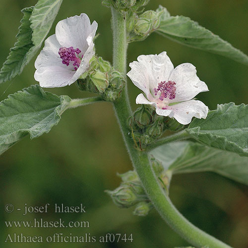 Althaea officinalis Marsh Mallow Common Marshmallow