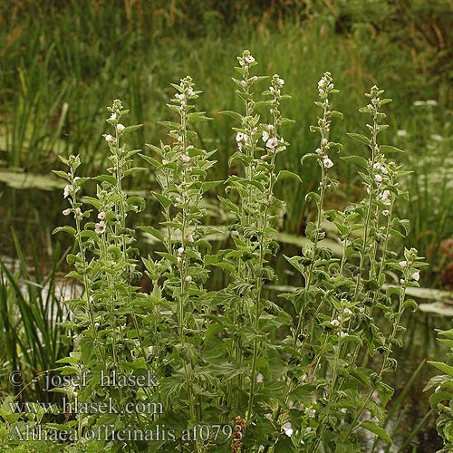 Althaea officinalis Echter Eibisch Malvavisco Лечебна ружа