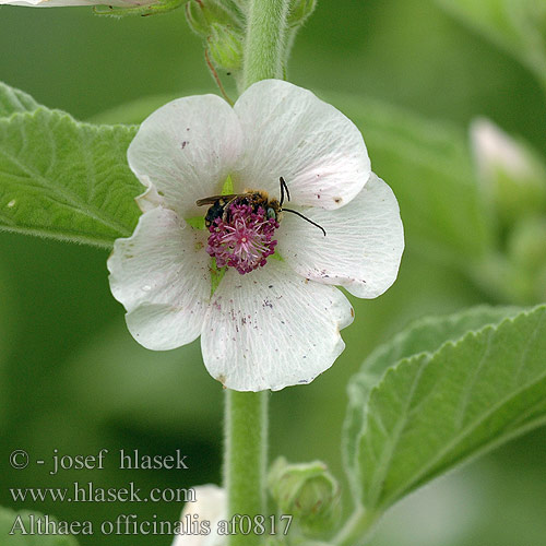 Althaea officinalis Алтей лекарственный Ibiš lekársky Hatmi