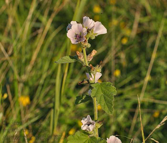 Marsh Mallow Common Marshmallow Althaea officinalis