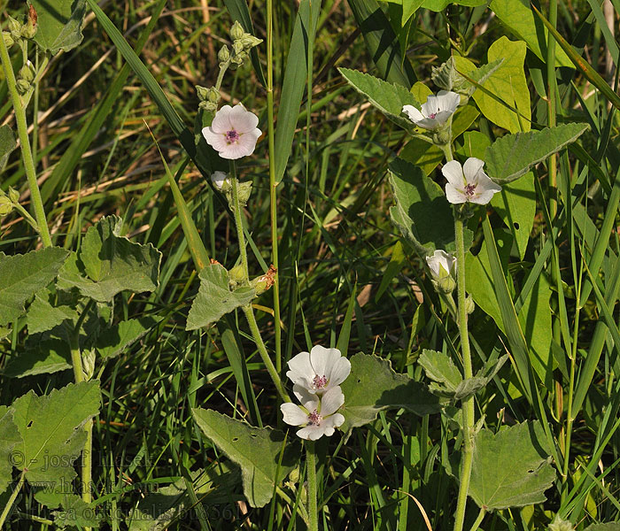 Proskurník lékařský Guimauve officinale Echte heemst Althaea officinalis