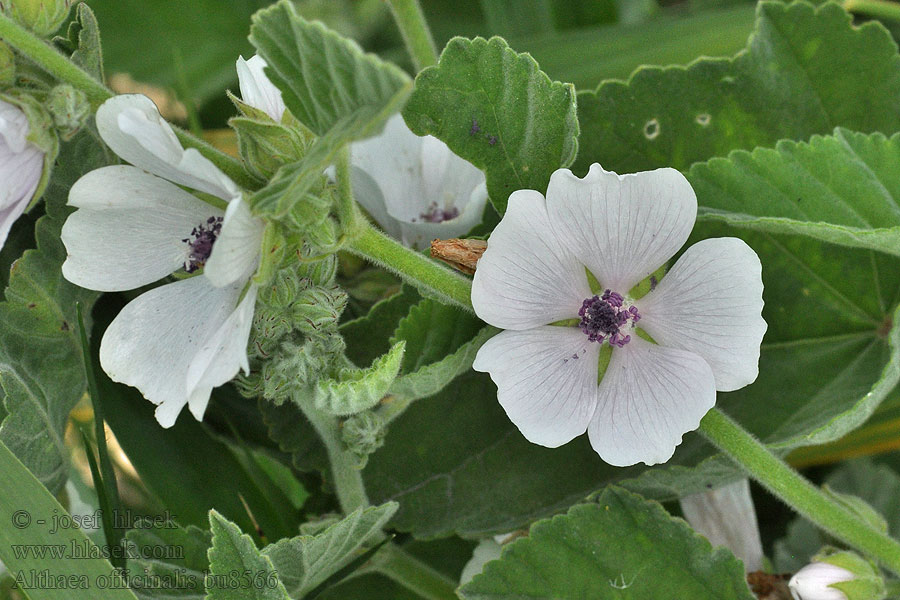 Prawoślaz lekarski Läkemalva Echter Eibisch Malvavisco Althaea officinalis