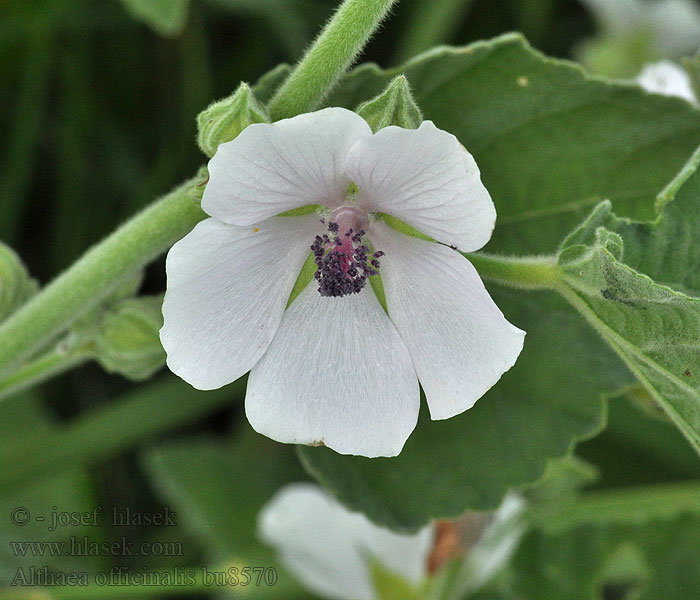Лечебна ружа Læge-stokrose Rohtosalkoruusu Altea Althaea officinalis