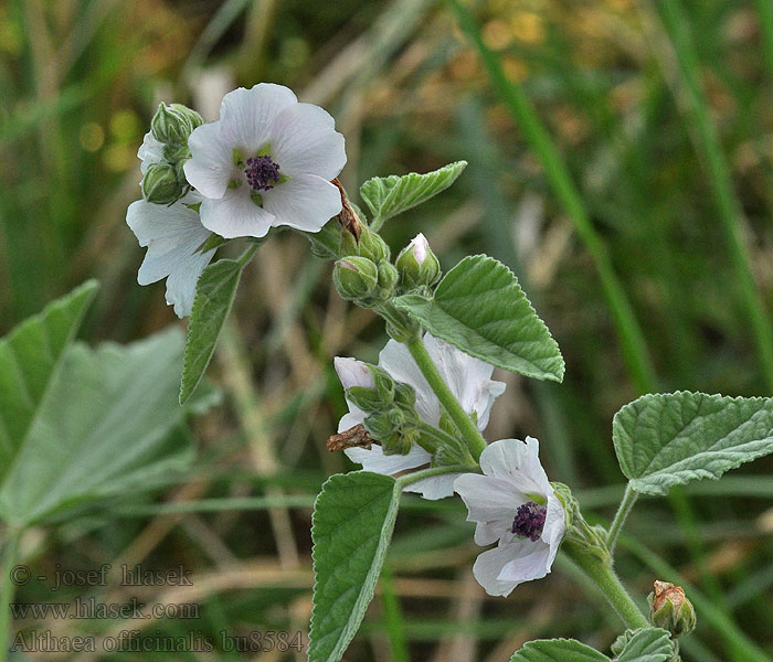 Алтей лекарственный Ibiš lekársky Hatmi Алте́я лі́карська Althaea officinalis