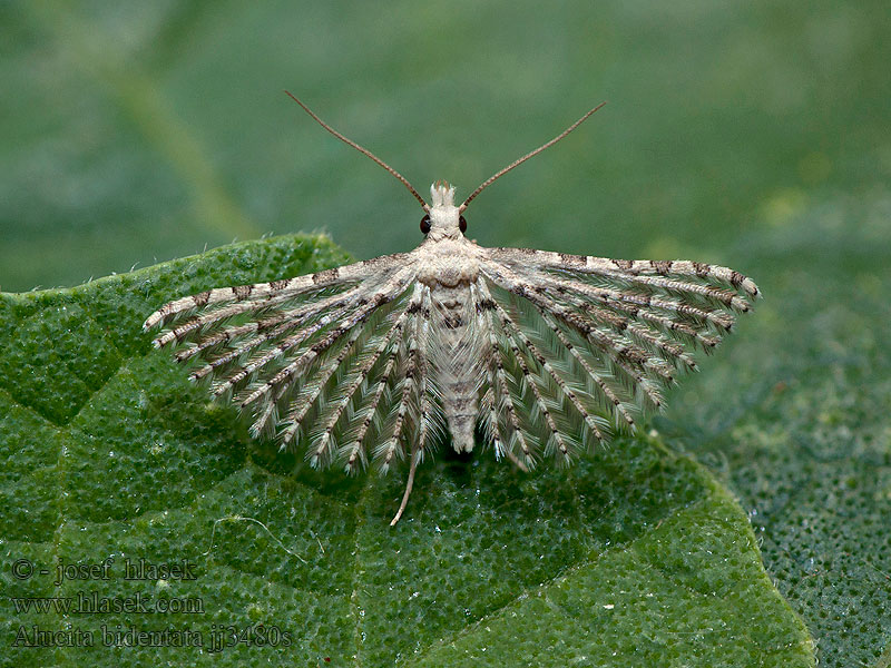 Alucita bidentata