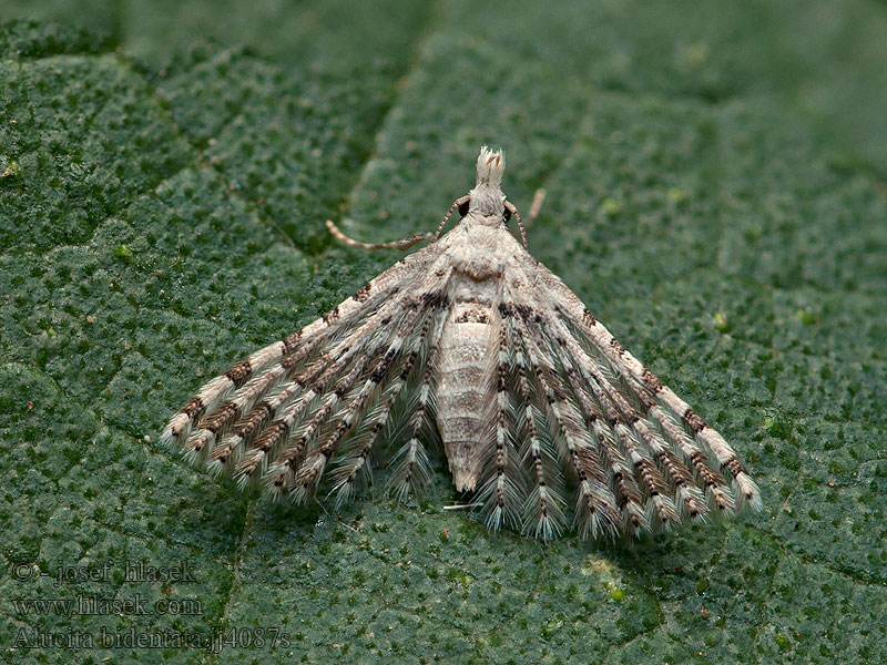 Alucita bidentata