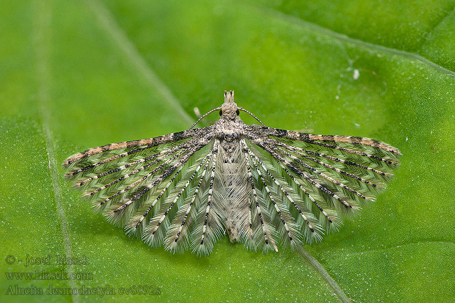 Alucita desmodactyla Ziest-Geistchen Vejárovec čistcový