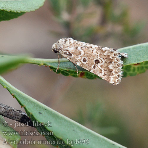 Alvaradoia numerica