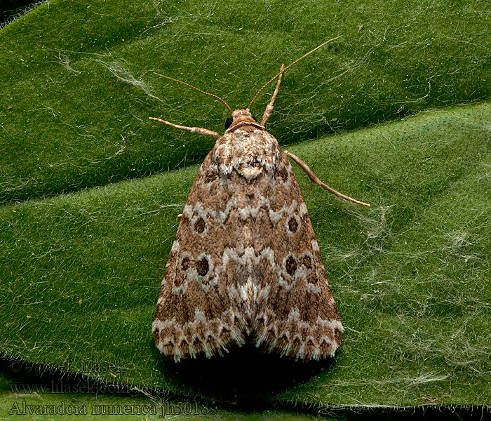 Alvaradoia numerica