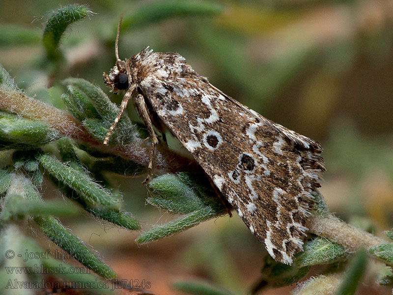 Alvaradoia numerica