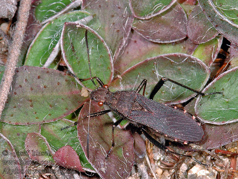 Alydus calcaratus Nohatěnka obecná Vroubenka Krummfühlerwanze Smyczyk mrówkownik Krumhornskinnbagge