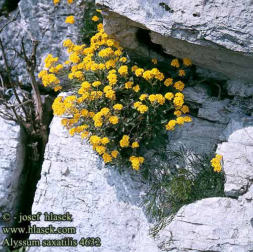 Alyssum saxatile Golden Queen Guldslor Kivikkokilpiruoho