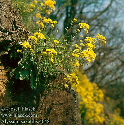 Alyssum saxatile Golden Queen Guldslor Kivikkokilpiruoho