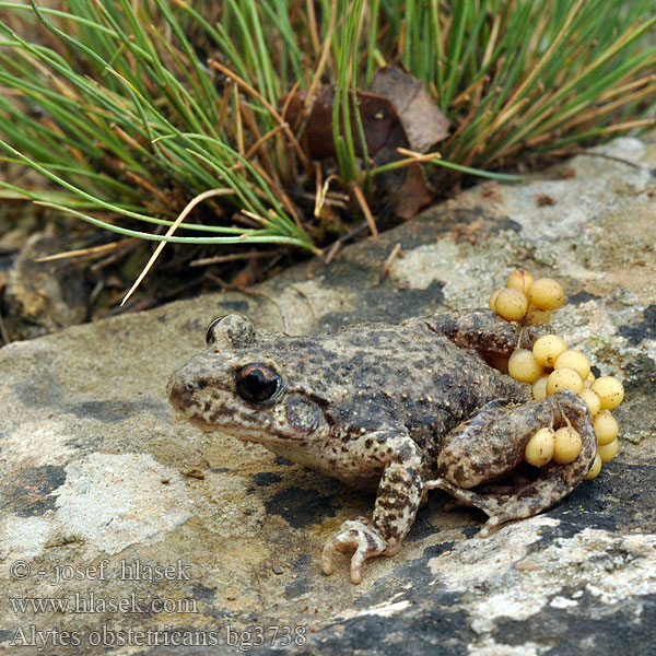 Sapo partero común Common Midwife Toad Sapo-parteiro