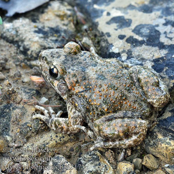 Common Midwife Toad Sapo-parteiro Gemeine Geburtshelferkröte