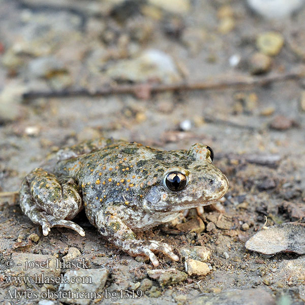 Gemeine Geburtshelferkröte Alyte accoucheur Crapaud