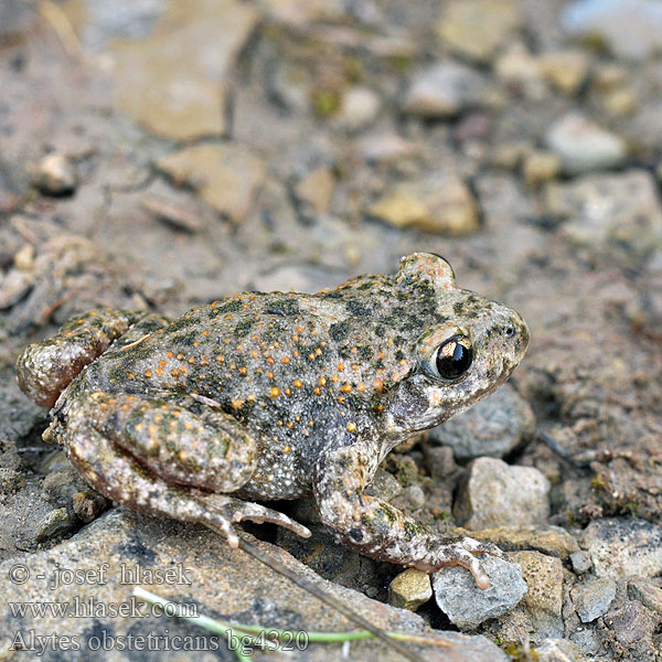Alyte accoucheur Crapaud Fødselshjælperfrø Kätilösammakko