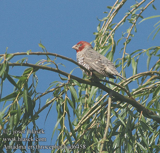 Amadina erythrocephala Red Headed Finch Rodhovedt