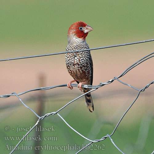 Amadina erythrocephala bb2262