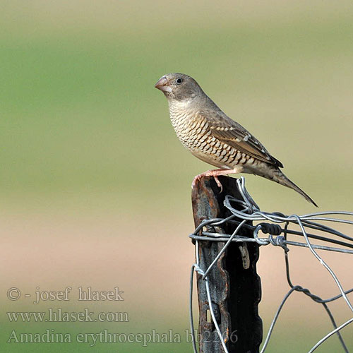 Amadina erythrocephala bb2266