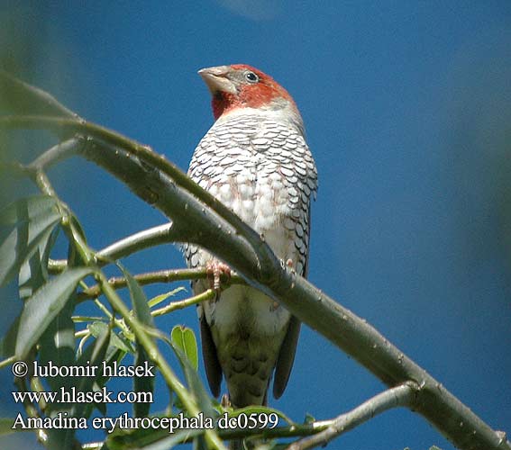 Amadina erythrocephala Rotkophamadine Suomuviiltopeippo