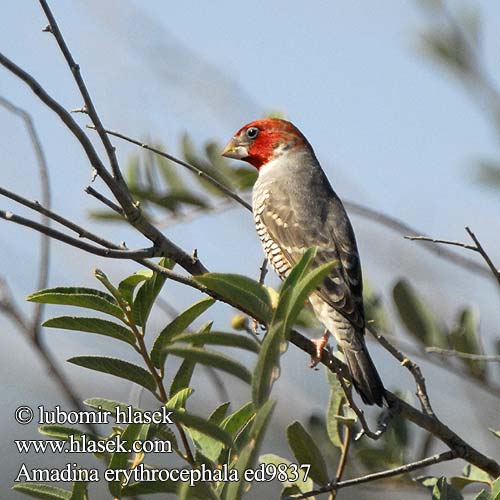 Amadina erythrocephala ed9837