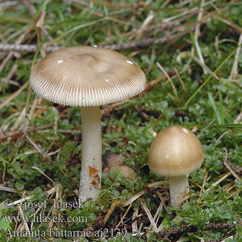 Amanita battarrae aj2139