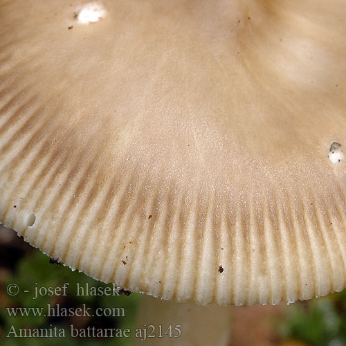 Amanita battarrae Muchomor oliwkowy Verfärbender Scheidenstreifling