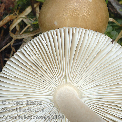 Amanita battarrae aj2150