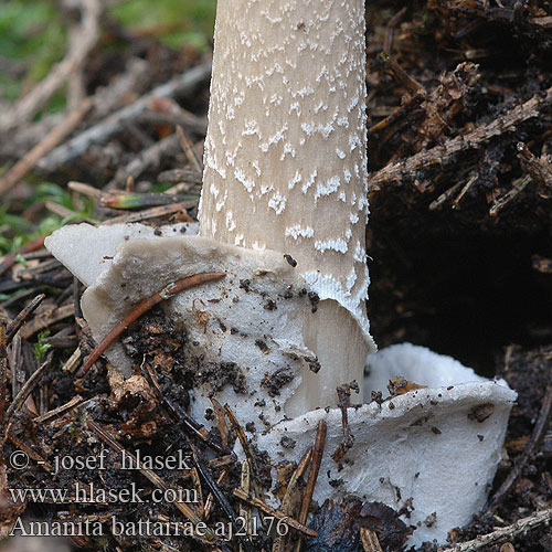 Amanita battarrae Muchotrávka Battarova Amanite cerne sombre