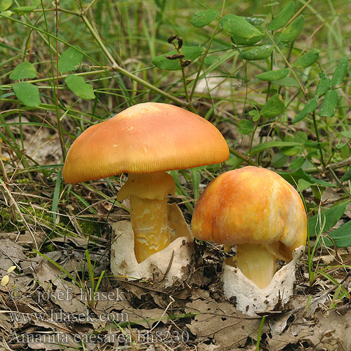 Amanita caesarea bh8230