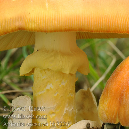 Amanita caesarea bh8236