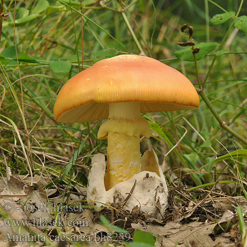 Amanita caesarea bh8239