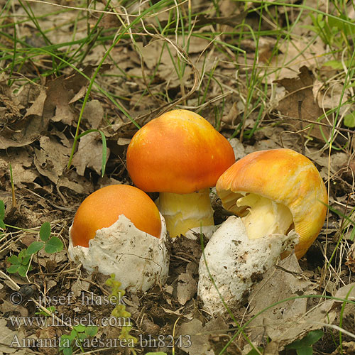 Amanita caesarea bh8243