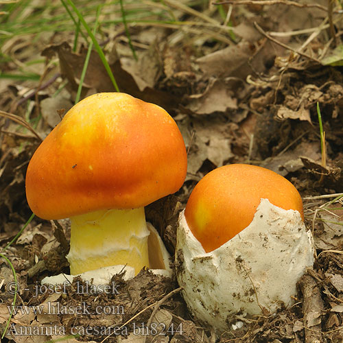 Amanita caesarea bh8244