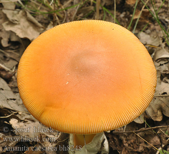 Amanita caesarea bh8248