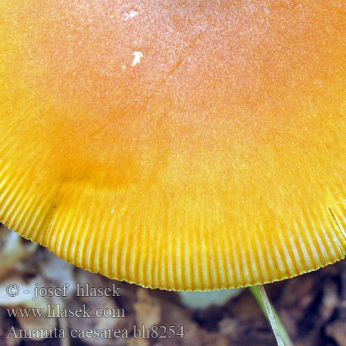 Amanita caesarea bh8254