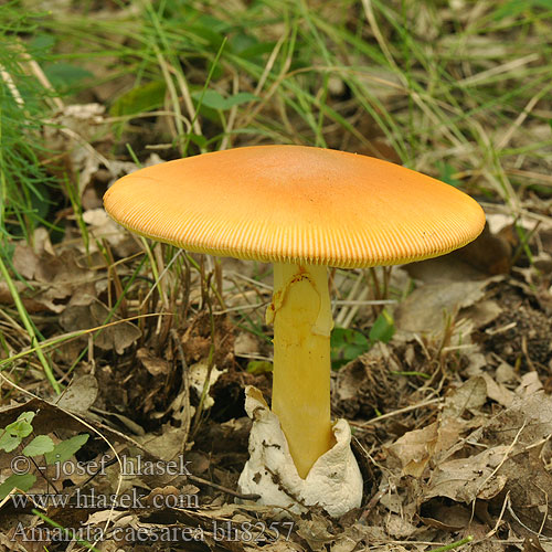 Amanita caesarea bh8257