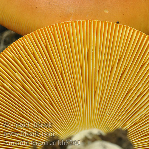 Amanita caesarea bh8260