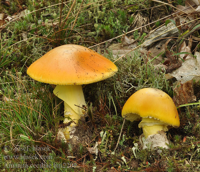 Caesar's Mushroom Muchomůrka císařská Ovolo buono Ovulo