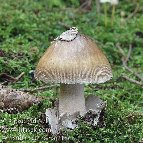 Amanita ceciliae aj2186