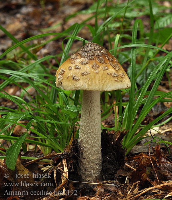 Amanita ceciliae bm0192