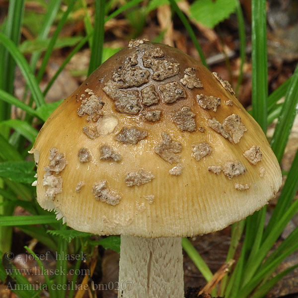 Amanita ceciliae bm0207